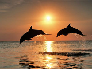 Dolphins jumping from ocean at sunset