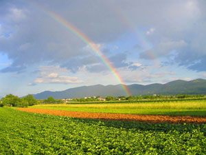 Rainbow over open field